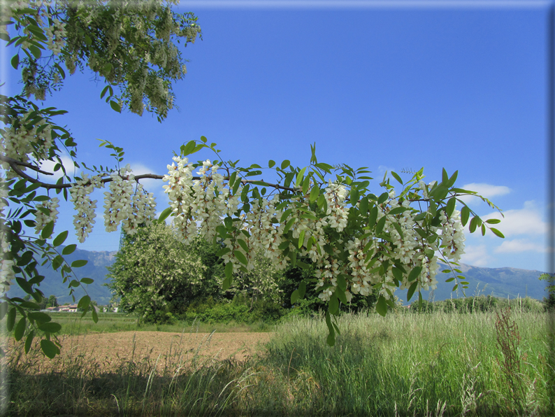 foto Paesaggi Collinari in Primavera